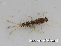 larve (3440*2580)
